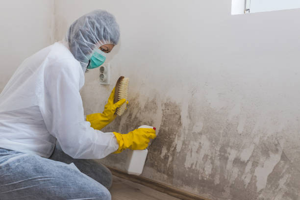 Best Attic Mold Removal  in Shenorock, NY