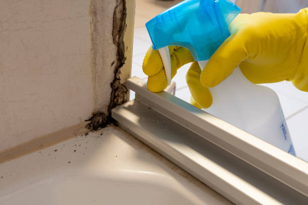 Best Fast Mold Removal  in Shenorock, NY