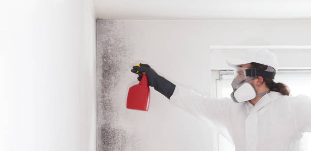 Best Home Mold Removal  in Shenorock, NY