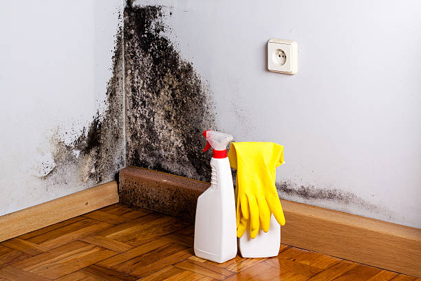 Best Mold Remediation Experts  in Shenorock, NY