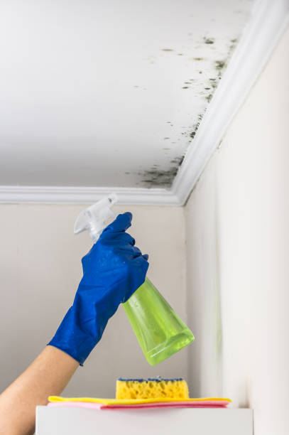 Best Mold Testing and Removal  in Shenorock, NY